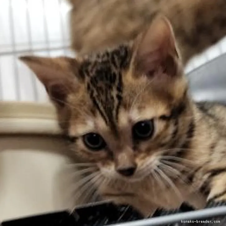 ID：2212-02074の子猫