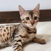 ベンガル【栃木県・女の子・2023年4月30日・ブラウンスポテッドタビー(ロゼット)】の写真1