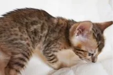 ベンガル【栃木県・女の子・2016年10月22日・ブラウンスポッテドタビー】の写真2