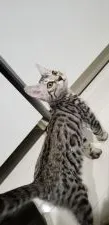 ベンガル【栃木県・男の子・2019年9月16日・】の写真2