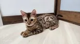 ベンガル【栃木県・男の子・2023年4月30日・】の写真3