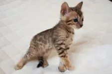 ベンガル【栃木県・女の子・2016年10月22日・ブラウンスポッテドタビー】の写真4