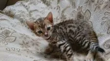 ベンガル【栃木県・男の子・2017年3月18日・ブラウンスポッテッドタビー】の写真5
