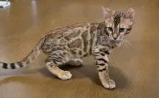 ベンガル【栃木県・男の子・2025年5月18日・ブラウンスポッテッドタビー ロゼット】の写真11