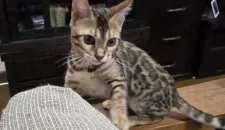 ベンガル【栃木県・女の子・2025年5月18日・ブラウンスポッテッドタビー ロゼット】の写真11