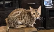 ベンガル【栃木県・男の子・2025年5月18日・ブラウンスポッテッドタビー ロゼット】の写真5