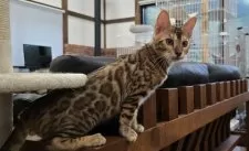 ベンガル【栃木県・男の子・2025年5月18日・ブラウンスポッテッドタビー ロゼット】の写真8