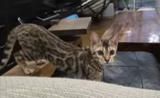 ベンガル【栃木県・女の子・2025年5月18日・ブラウンスポッテッドタビー ロゼット】の写真13