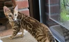 ベンガル【栃木県・男の子・2025年5月18日・ブラウンスポッテッドタビー ロゼット】の写真9