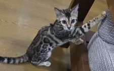 ベンガル【栃木県・女の子・2025年5月18日・ブラウンスポッテッドタビー ロゼット】の写真10