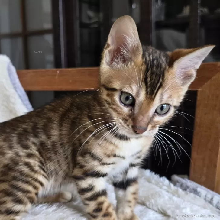 くみっきー 様のお迎えした子猫