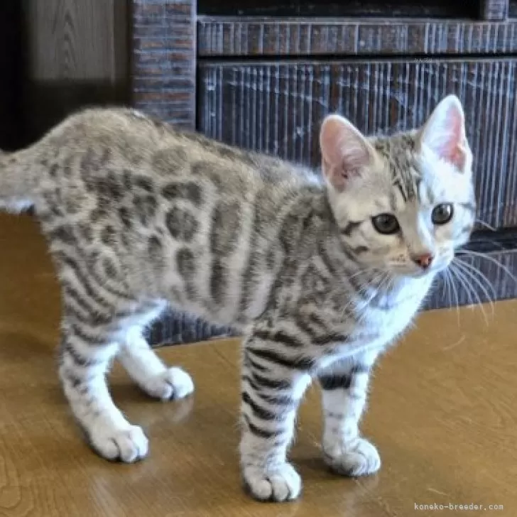 ID：2502-02385の子猫