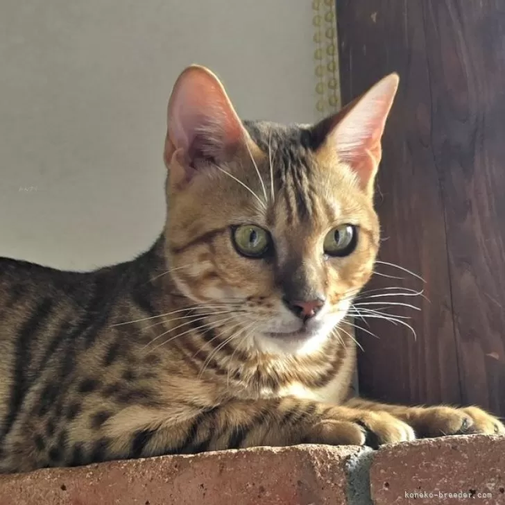 ベンガル【栃木県・男の子・2025年4月25日・ブラウンスポッテッドタビー ロゼット】の写真1