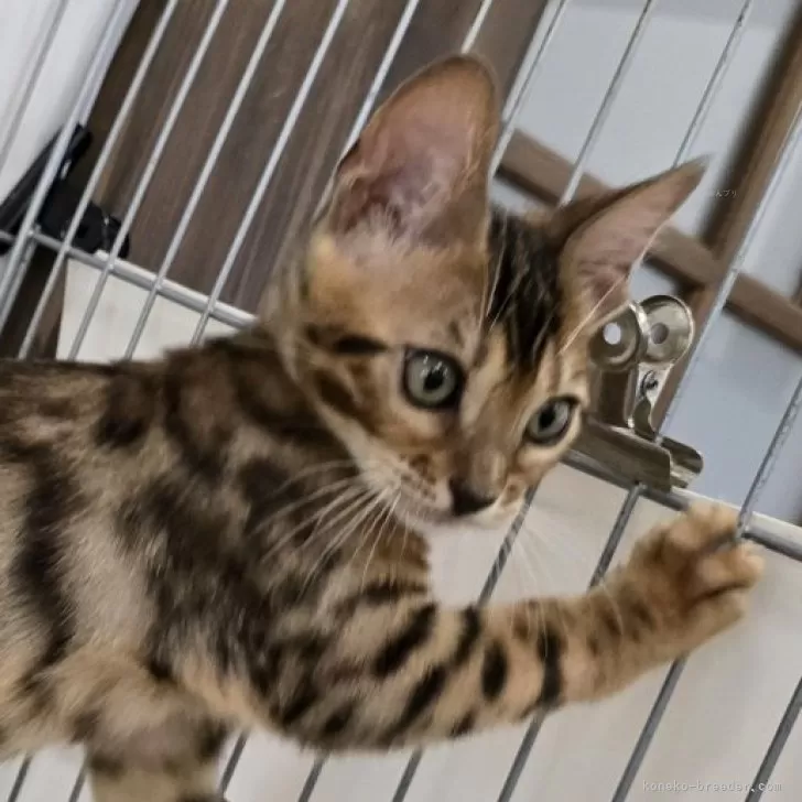 あんりお 様のお迎えした子猫