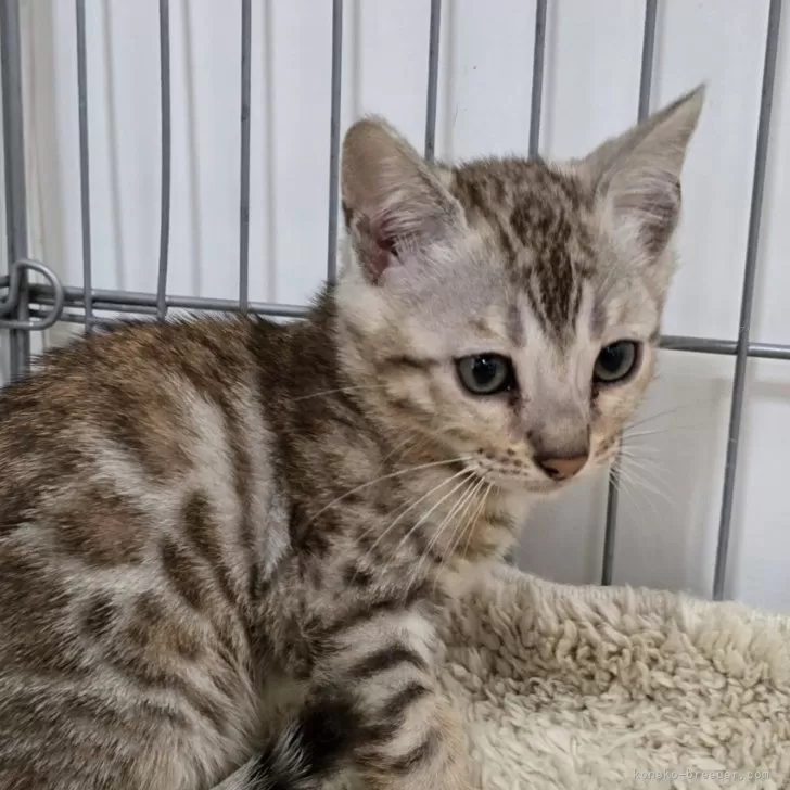 ID:2506-02957の子猫
