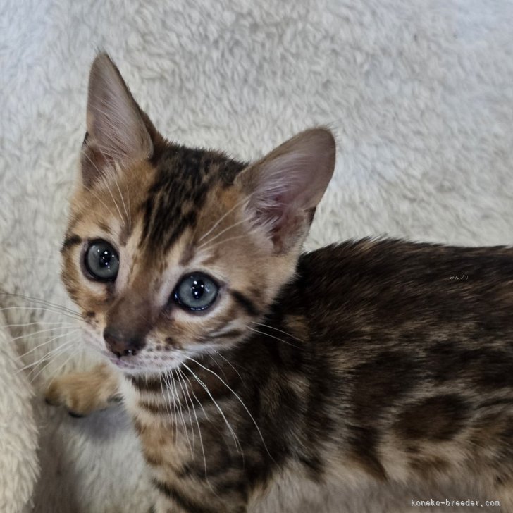 衣笠山 様のお迎えした子猫