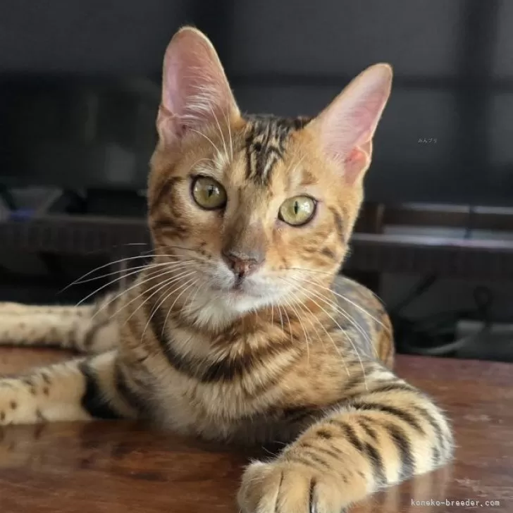 ID:2507-03010の子猫