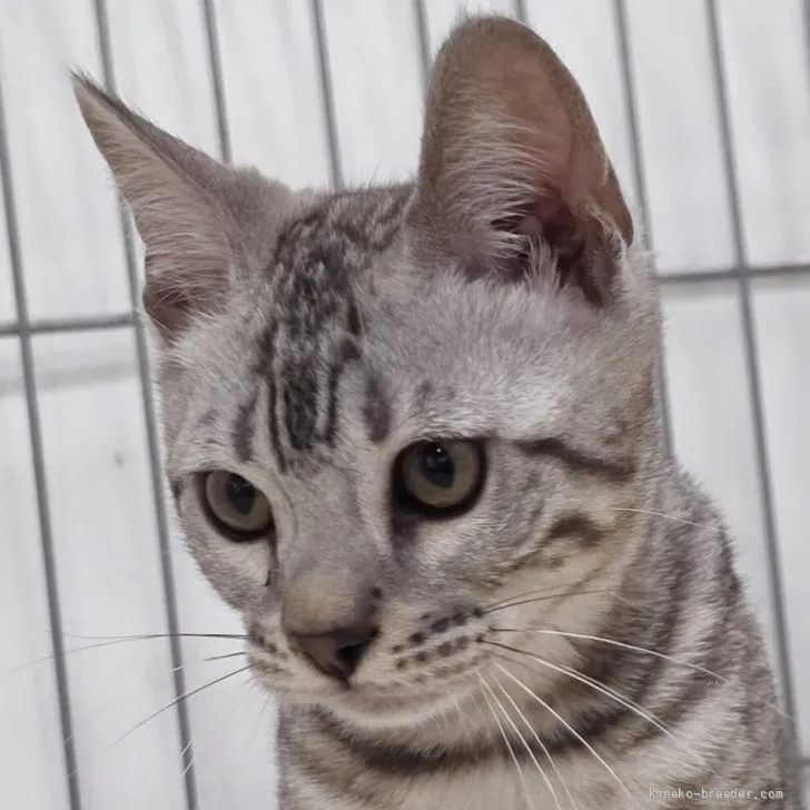 S.N 様のお迎えした子猫