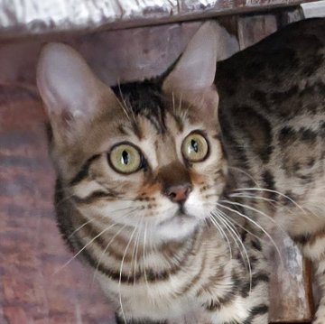 ベンガル【栃木県・女の子・2025年5月18日・ブラウンスポッテッドタビー ロゼット】の写真「オモチャが大好きな女の子🎵」