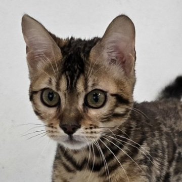 ベンガル【栃木県・女の子・2025年5月18日・ブラウンスポッテッドタビー ロゼット】の写真「元気イッパイな女の子🎵」