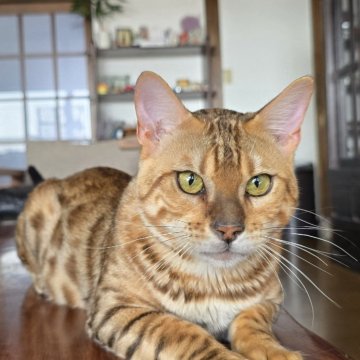 ベンガル【栃木県・男の子・2025年4月25日・ブラウンスポッテッドタビー ロゼット】の写真「だっこ好きな男の子🎵」