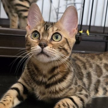 ベンガル【栃木県・女の子・2025年5月18日・ブラウンスポッテッドタビー ロゼット】の写真「オメメが大きな女の子🎵」