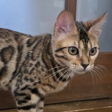 ベンガル【栃木県・女の子・2025年5月18日・ブラウンスポッテッドタビー ロゼット】の写真「元気イッパイな女の子🎵」