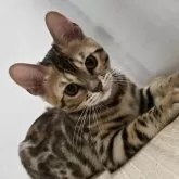 ベンガル