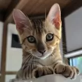 ベンガル