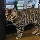 ベンガル