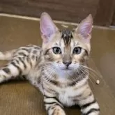 ベンガル