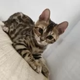 ベンガル