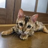 ベンガル