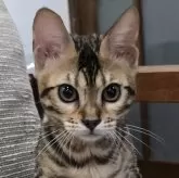 ベンガル