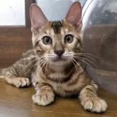 ベンガル