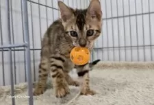 ベンガル【栃木県・男の子・2025年5月18日・ブラウンスポッテッドタビー ロゼット】の写真12