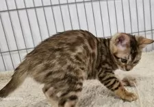 ベンガル【栃木県・女の子・2025年5月18日・ブラウンスポッテッドタビー ロゼット】の写真11