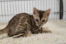 ベンガル【栃木県・男の子・2025年5月18日・ブラウンスポッテッドタビー ロゼット】の写真13