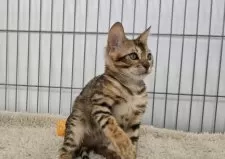 ベンガル【栃木県・女の子・2025年5月18日・ブラウンスポッテッドタビー ロゼット】の写真12