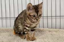 ベンガル【栃木県・女の子・2025年5月18日・ブラウンスポッテッドタビー ロゼット】の写真13