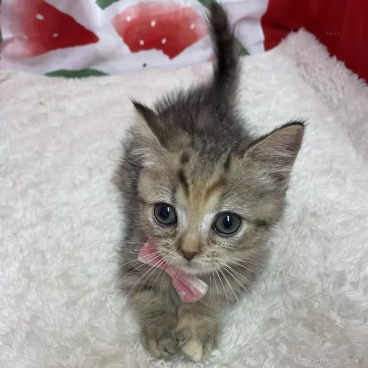 ID：2408-02572の子猫