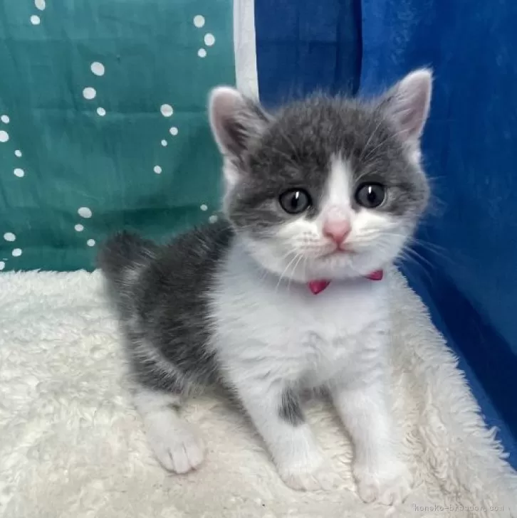 ID:2407-01146の子猫