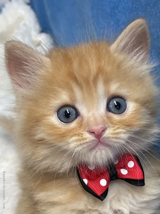 ID：2106-00702の子猫
