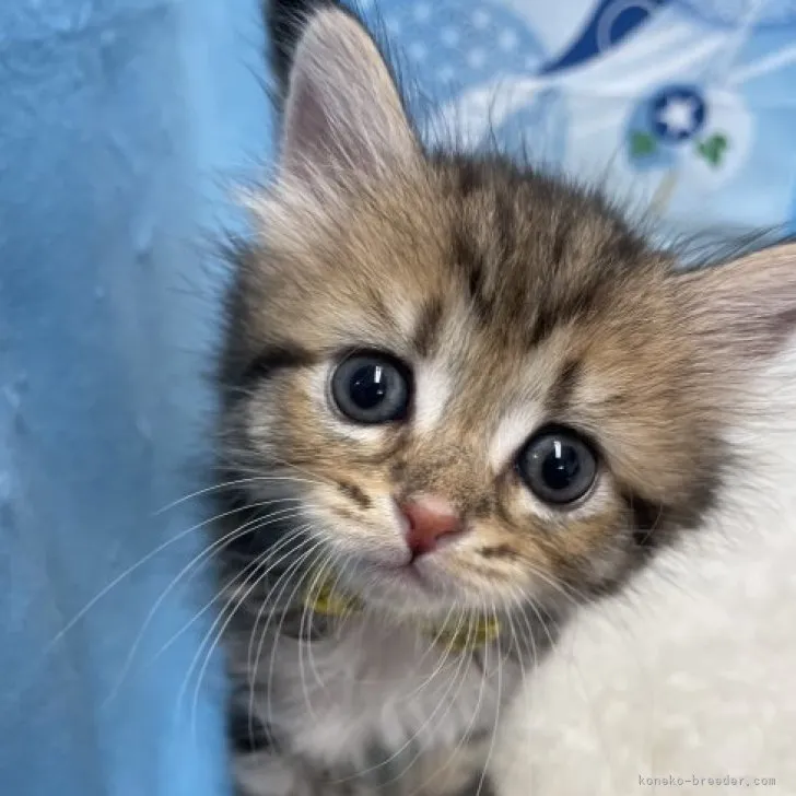 ID：2308-01206の子猫
