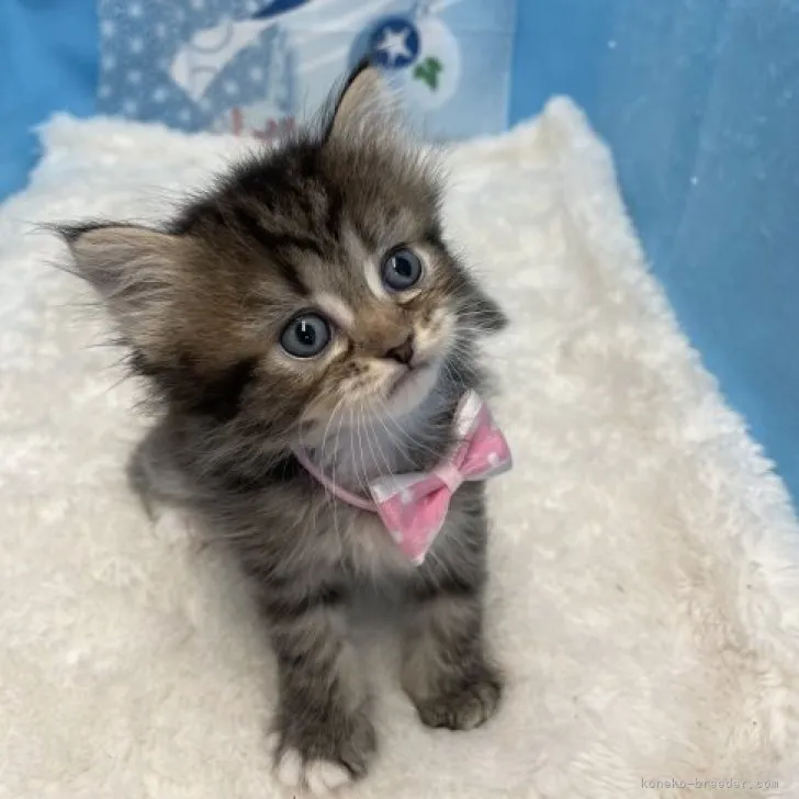 ID:2308-02755の子猫