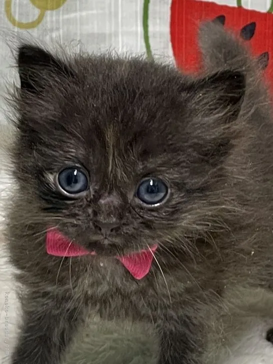 ID:2108-02323の子猫