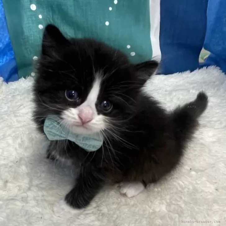 ID：2407-01302の子猫