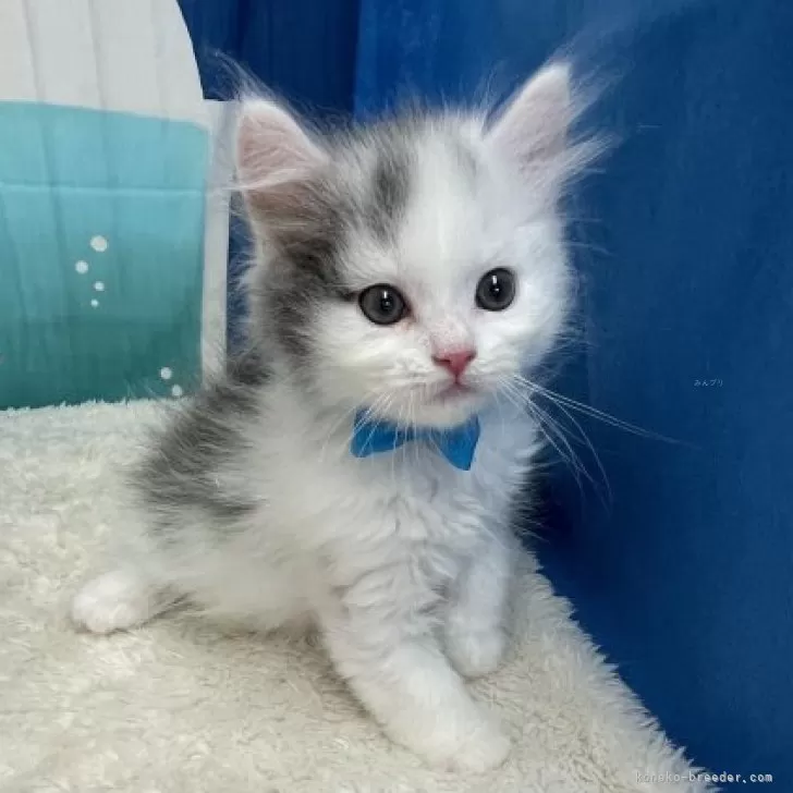 ID：2407-02602の子猫