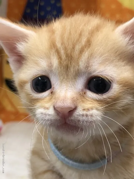 ID：1910-01769の子猫