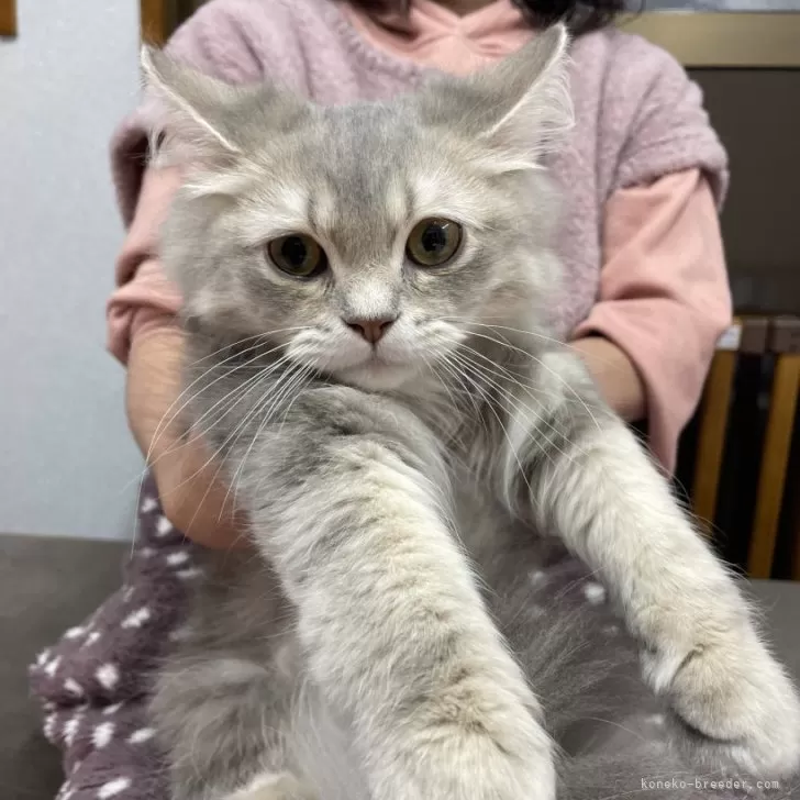 ID:2306-01188の子猫